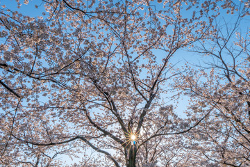 満開の桜と太陽の日差し（光芒・光条）