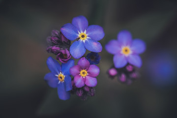 Wildflower Alpine Forget-me-not flower / Myosotis alpestris dark background