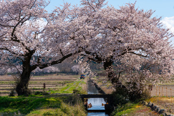 上堰潟公園の夫婦桜