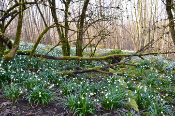 green, natur, blume, frühling, pflanze, gras, feld, wiese, weiß, garden, sommer, blatt, flora, aufblühen, wald, frisch, wild, lawn, blühen, jahreszeit, baum, landschaft, floral, frühlingsknotenblume, 