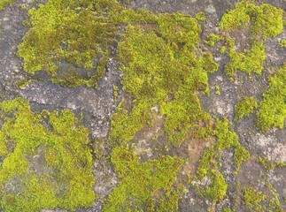 green moss on a mountain rock during the day