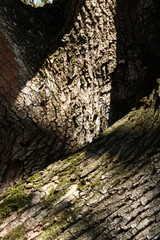 tree bark texture