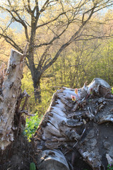 autumn in the forest