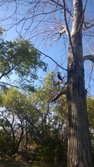 Hawk, Photo taken with my nokia lumia 925