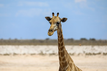 Closeup of giraffe head and neck in arid Etosha National Park Namibia