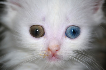 kitten with a runny nose and with heterochromia white