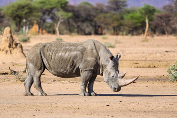 Obraz premium Lone mud covered white rhino in Namibia