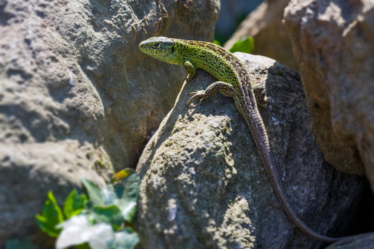 Zauneidechse, (Lacerta agilis)