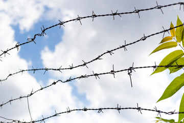 Uprisen view of metal barbed wire fence over blue sky with clouds and green plant, Security and protection concept.