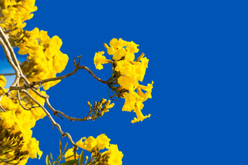 Fototapeta na wymiar GOLD TRUMPET TREE IN BLOOM WITH YELLOW FLOWERS ON A CLEAR BLUE SKY
