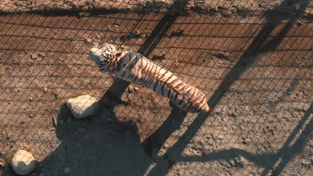 Happy tigers couple in zoo from aerial drone perspective - top view