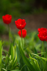 tulip red scarlet flower grass greenery stem spring summer bulb green