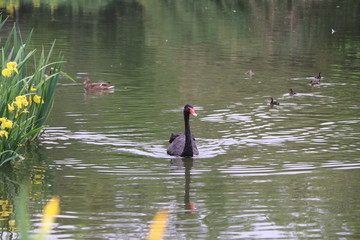 beautiful black Swan floating on the a lake surface in Chengdu