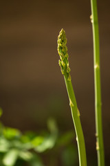 stem shoot sprout grass internodes young green light green spring summer April May June