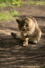 cat licks a paw on the ground in the grass and rests tongue take a shower summer grass flowers warm village courtyard