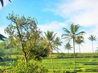 rice field in bali in the morning