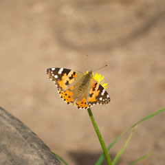 butterfly hives insect wing whiskers spots orange spring dandelion pollen nectar flower yellow grass fly flutter