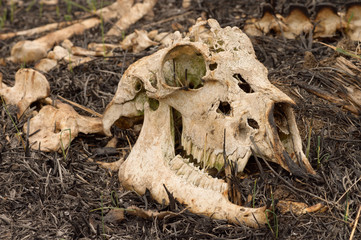 The skeleton of an animal burned during a forest fire.