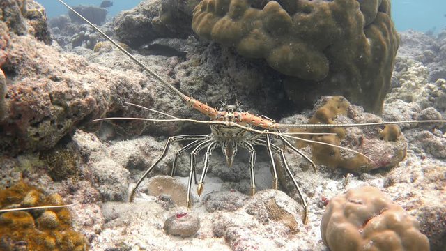 Painted spiny lobster (Panulirus versicolor) in the cavern under the coral. Indian ocean, Maldives. 4K