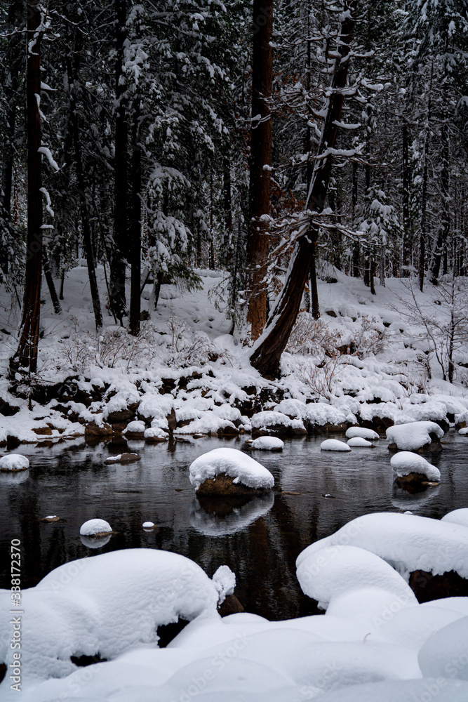 Wall mural view of stream and snow covered trees in forest