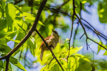 Carolina Wren (Thryothorus ludovicianus)