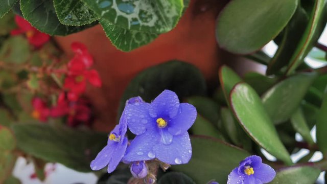 Macro de gota de agua cayendo en c&aacute;mara lenta de desde hoja verde a violeta en planta de maceta