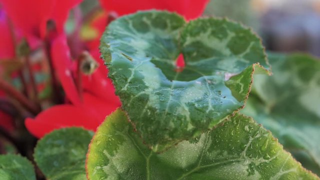 Macro de gota de agua cayendo en cascada en c&aacute;mara lenta de una hoja verde con p&eacute;talos rojos de fondo de planta de maceta