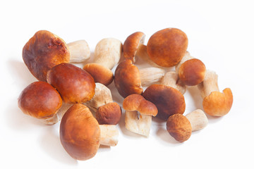  porcini mushrooms on plate on  White background
