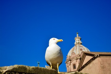 Fototapeta premium Roma's lifestyle