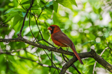 Northern cardinal (Cardinalis cardinalis)