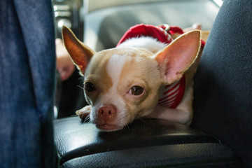 PEQUEÑO CHIHUAHUA PENSANDO