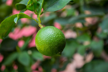 CLOSE OP DE LIMON COLGANDO DE ARBOL