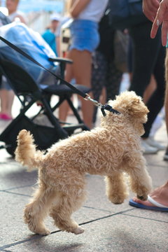 Curly blond poodle dancing for people's amusement