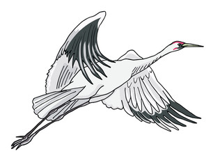 Flying crane bird. Vector illustration, isolated on white.