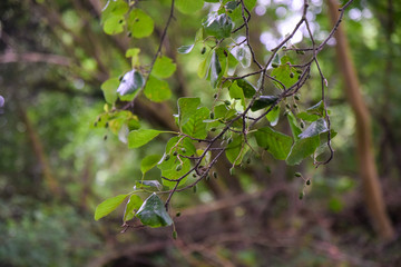 natural scenery