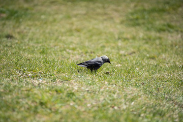 On a sunny day, the jackdaw looks for food in the green grass.