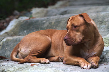 An adult brown pit bull with a sad face lies on the stone steps