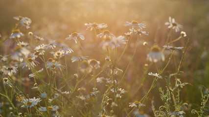 Tender wildflowers. Daisies in a field with artistic flare. Photo wallpaper of wildflowers with art bluer and flare.