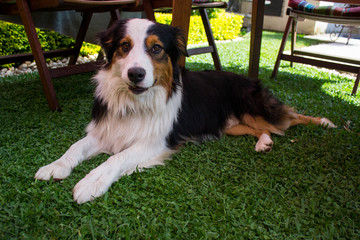 LINDO PASTOR AUSTRALIANO ACOSTADO EN EL JARDIN
