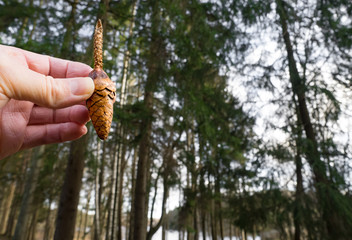 Person holding half eaten spruce cone in forest towards woodland at spring time