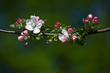 Apfelblüten