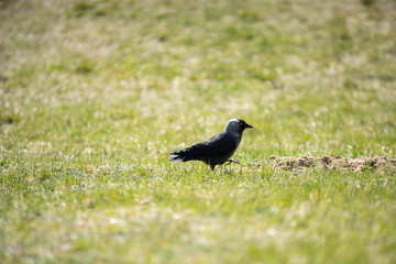 On a sunny day, the jackdaw looks for food in the green grass.