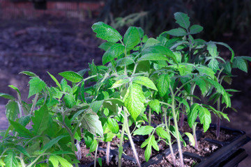 Young plant of tomatoes. Tomato seedlings in a pot. Gardening. Growing tomatoes. Young sprout. Seeding tomato.