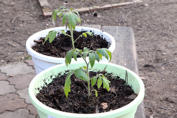 Young plant of tomatoes. Tomato seedlings in a pot. Gardening. Growing tomatoes. Young sprout. Seeding tomato.
