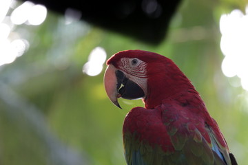 red and yellow macaw