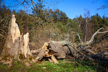 Fototapeta na wymiar Old tree fallen from the wind