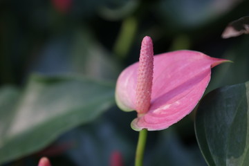 Fototapeta premium Close up Blooming Pink Flamingo Flower