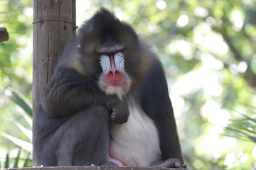 Obraz premium Close up Sitting Mandrilla Monkey