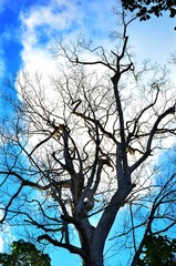 dead tree in the sky