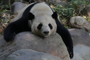 Lazy Giant Panda resting on a rock, Guangzhou , China